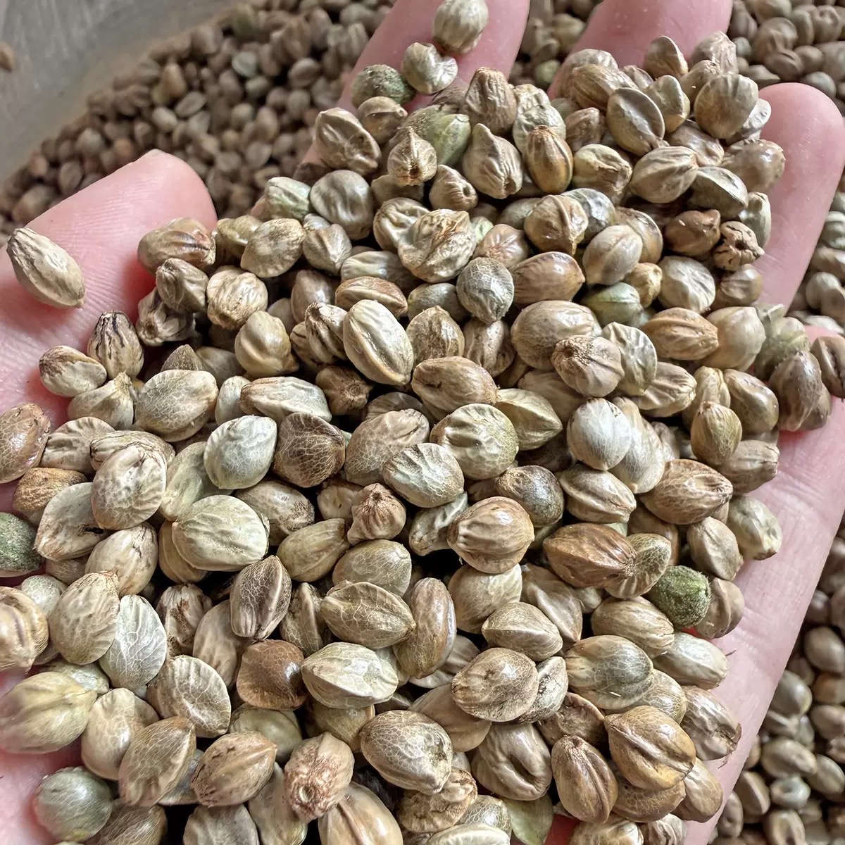 麻子 500g