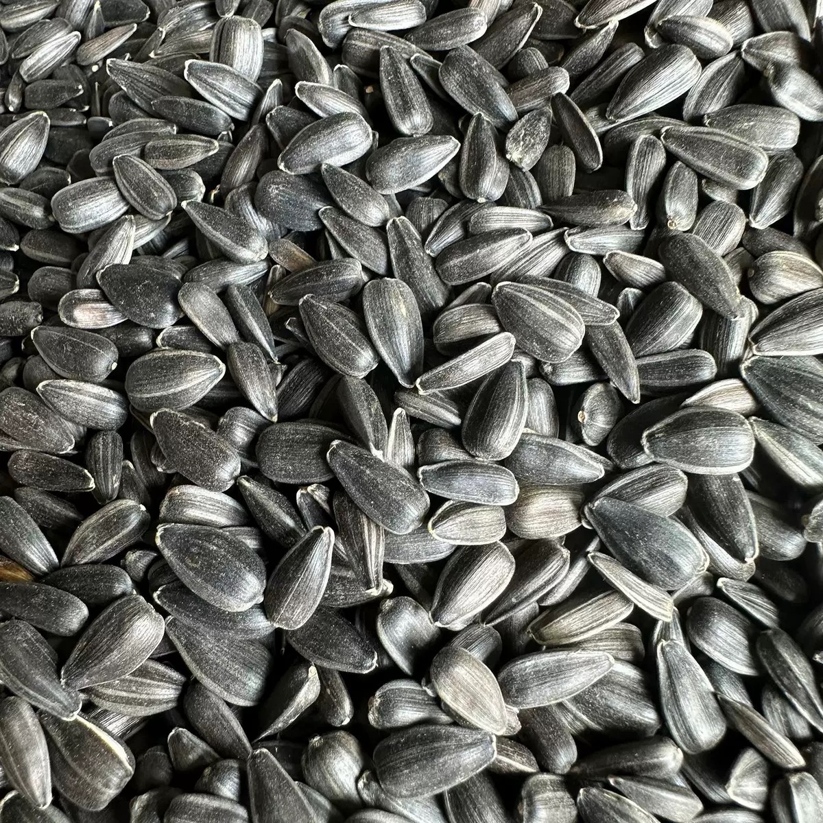 油葵 500g