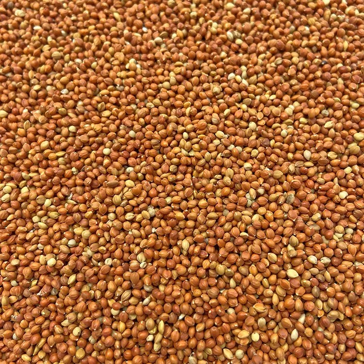 红谷子 500g