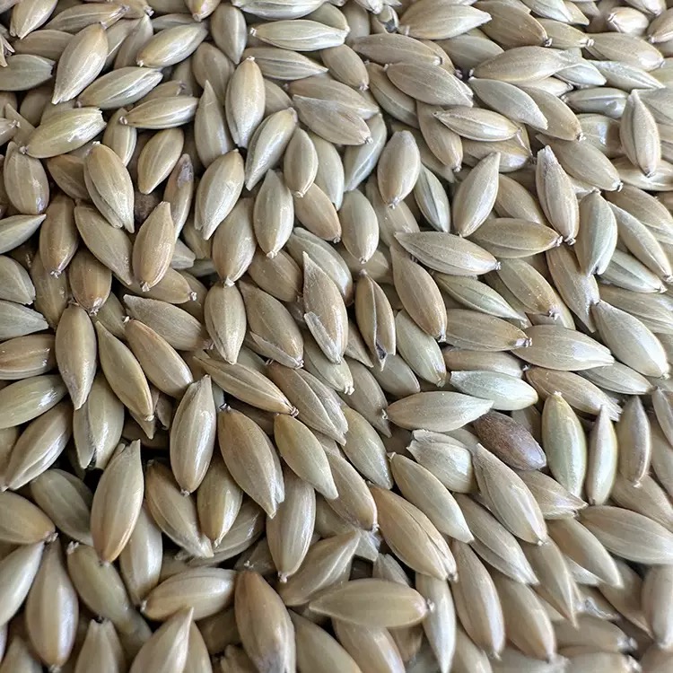 加纳利子 500g